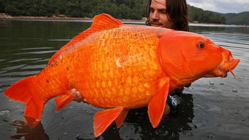 how big do goldfish get