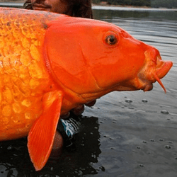 how big do goldfish get