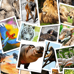 Bright collage of animal images