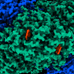 The atomic structure of Huc shows it's far from simple so it is just as well we can get bacteria to make it for us