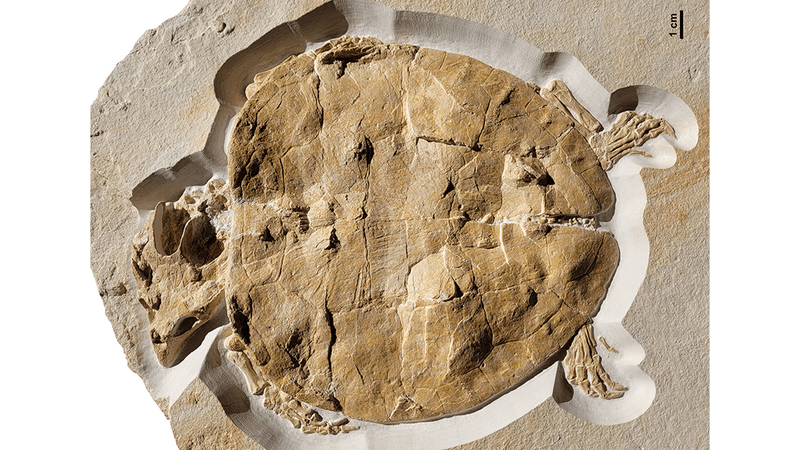 Flat pancake of 150-million-year-old fossil Jurassic turtle