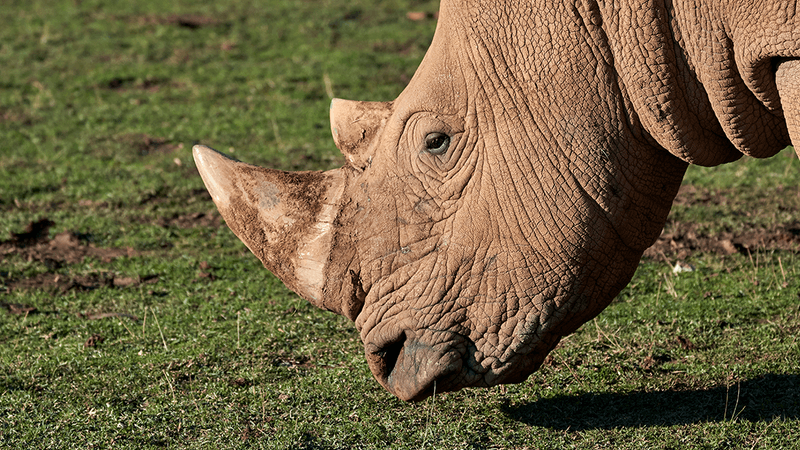 Side profile of the head of a northern white rhino in a grass paddock