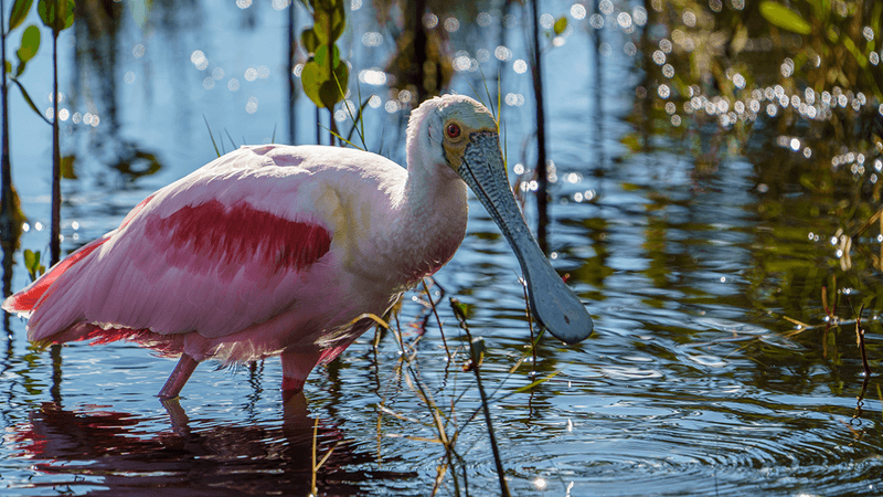 Big pink bird wading in water with long broad flat bill 