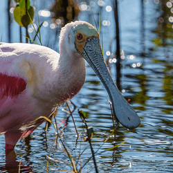 Big pink bird wading in water with long broad flat bill 