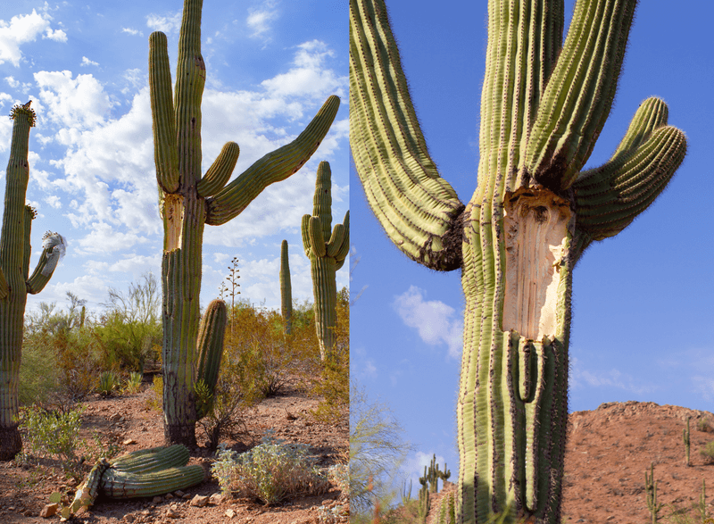 Arms of saguaro cactus falling off due to extreme heat.