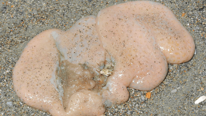 sea pork