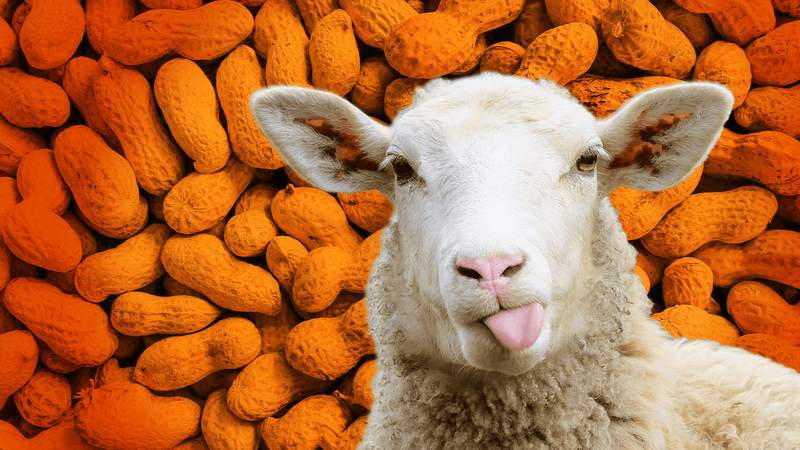 Sheep sticking out tongue, background of peanuts