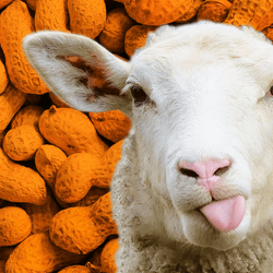 Sheep sticking out tongue, background of peanuts