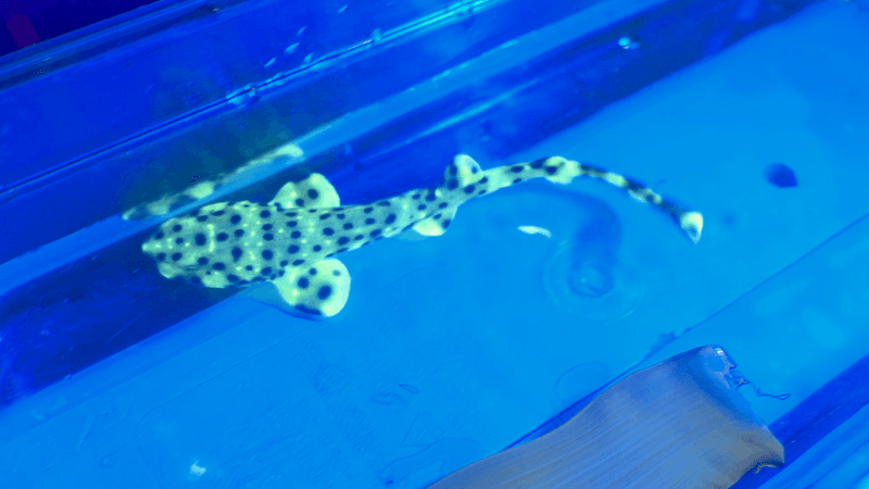 Swell shark glows under UV light