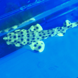 Swell shark glows under UV light