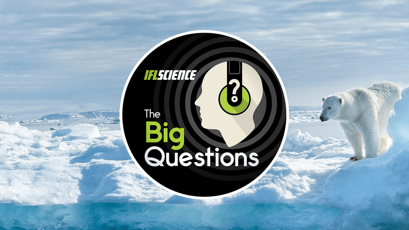 The Big Questions Logo on a white Artic background with a polar bear on the right side. 
