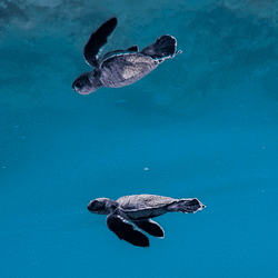 turtles navigate magnetic fields