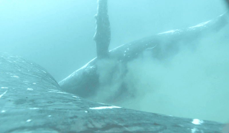 A camera is attached to the back of a humback whale so as it dips to the sandy sea floor and rolls around in the sand to scrub its skin you spin along with the camera 